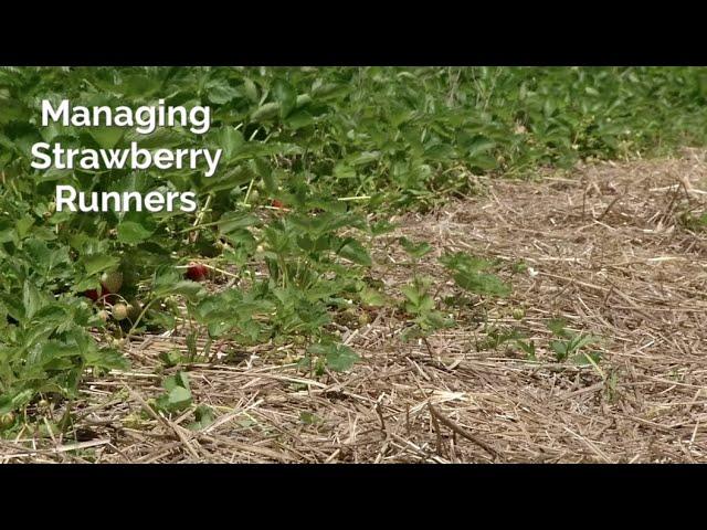 Managing Strawberry Runners