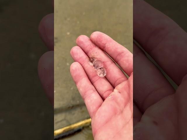 Rescuing Cute Jellyfish Blobs #shorts