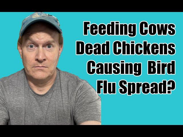 Feeding Cows Chicken Manure and Bodies & Bird Flu? Life With Pigs Podcast :Episode 4