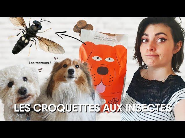 JE VOUS DIS TOUT SUR LES CROQUETTES À BASE D'INSECTE !