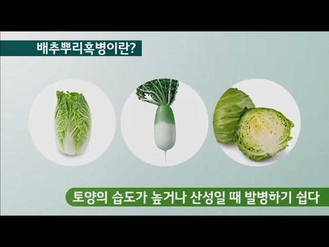 [팜한농] 배추 뿌리혹병