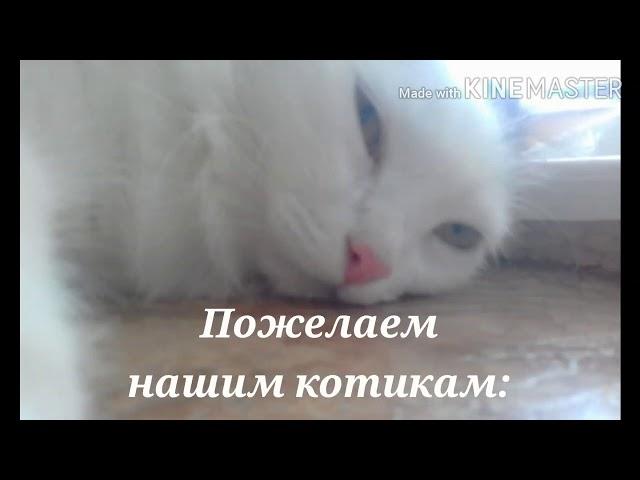 С днем кошек!!!Клип про кошек.