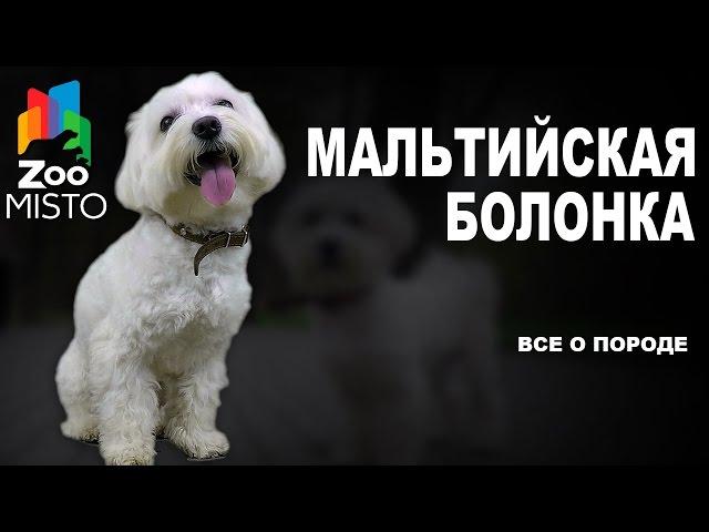 Мальтийская Болонка - Все о породе собаки | Собака породы - Болонка