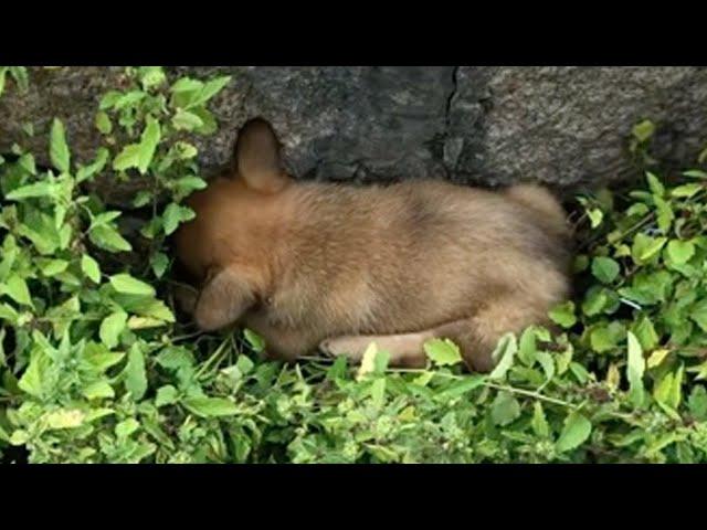 With both legs paralyzed, the helpless puppy lay crying loudly on the grass along the roadside