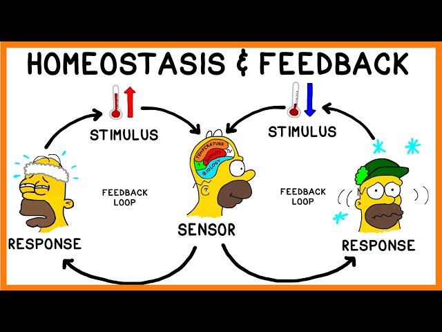 Homeostasis and Negative Feedback Loops