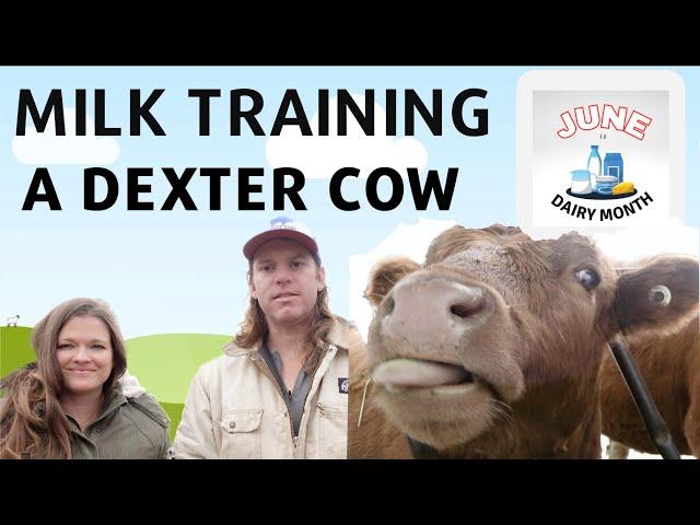 Milk Training a Dexter Cow: We Did IT! Kow Kant Kick