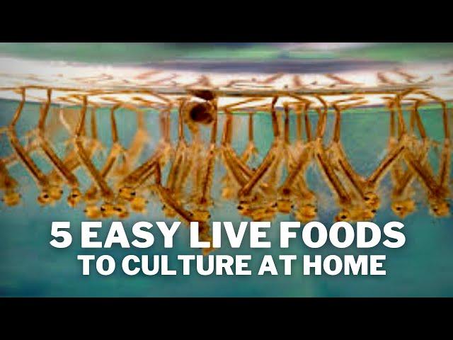 5 Easy Live Foods to Feed your Fish - Live Food Cultures You Can Keep at Home