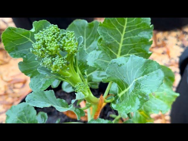 How to Harvest Broccolini