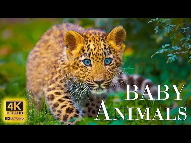 Wild Babies 4K - Amazing World Of Young Animals | Scenic Relaxation Film