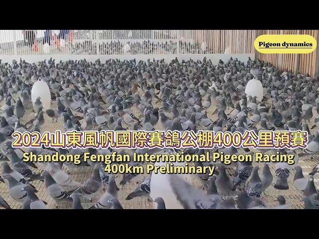 2024 山東風帆國際賽鴿公棚400公里預賽 Shandong Fengfan International Pigeon Racing 400km Preliminary