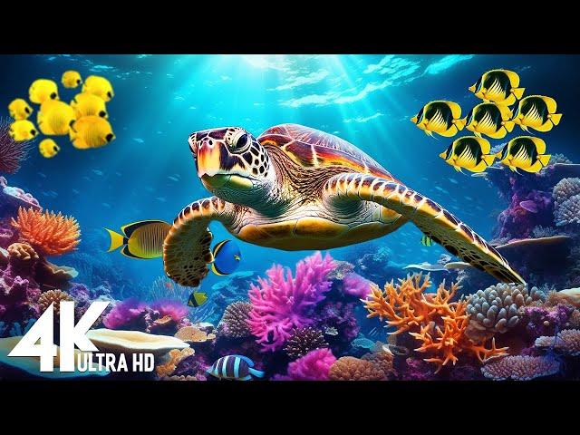 [NEW] 11HR Stunning 4K Underwater footage-Rare & Colorful Sea Life Video - Relaxing Sleep Music #161