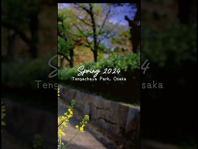 Tengachaya Park, Osaka | Spring 2024