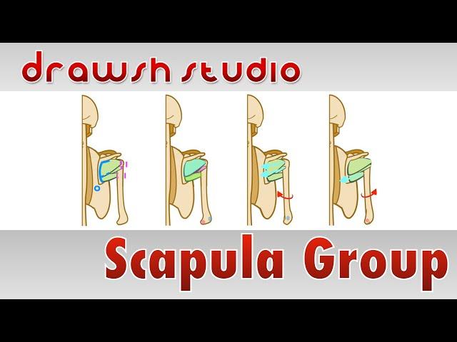 The Scapula Group Muscles