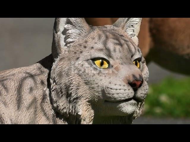 Secrets of the Forest: Norway's Enigmatic Lynx #animal2024 #wildlife