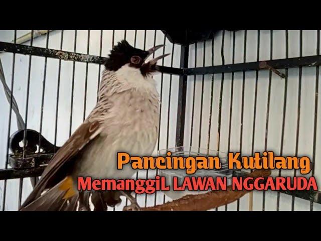 Suara Burung Kutilang Gacor Menekan Lawan NGGARUDA, Pancingan pikat Kutilang ribut & Kutilang DIAM