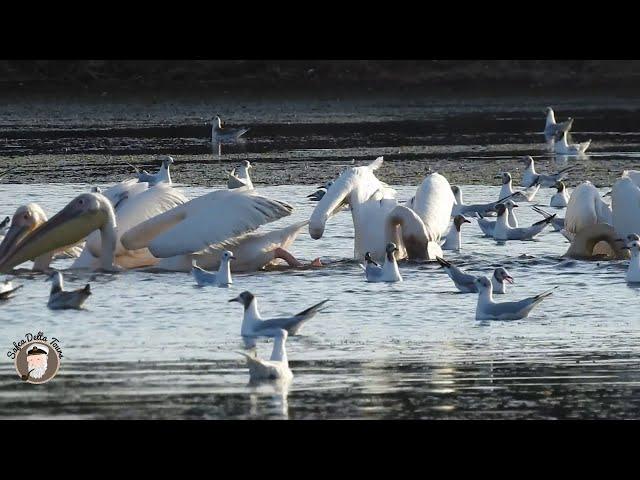 Pelicans catching fish in Danube Delta - Ciprian Safca - Pelicani prinzand peste in Delta Dunarii