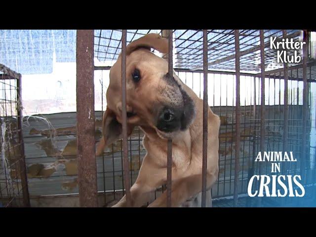 Dogs Desperately Biting Off The Bars Out Of Hunger (Part 1) | Animal in Crisis EP210