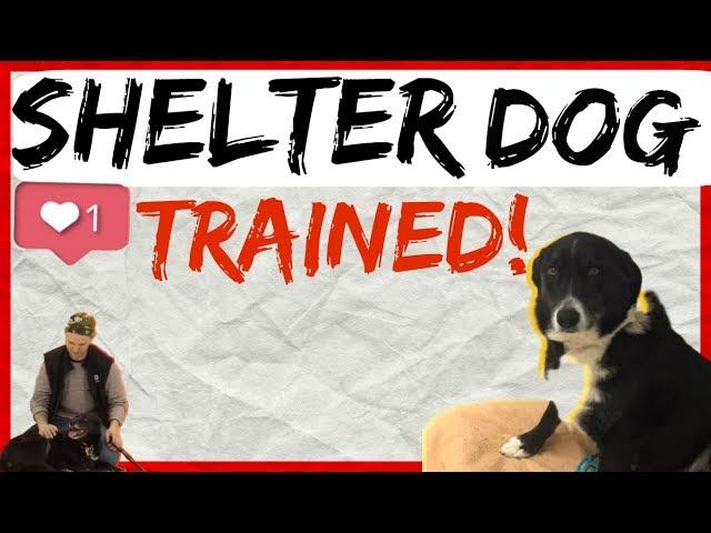 Dog Training Methods for Shelter Dogs - Dog Behavior and Body Language Explained