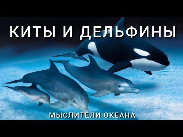 КИТЫ И ДЕЛЬФИНЫ: МЫСЛИТЕЛИ ОКЕАНА (2024). Фильм в HD.