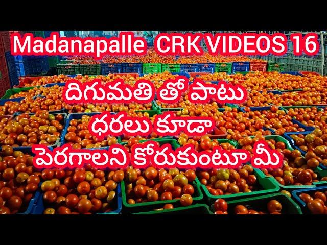 24/12/24 Madanapalle Tomato prices  మదనపల్లె టమాటా రేట్లు #crkvideos16 #tomatoprices