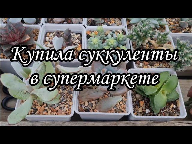 Новые суккуленты в коллекцию! Что делать с суккулентами после покупки.