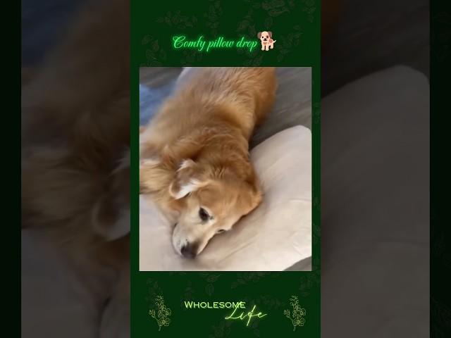 Doggy flop  #youtubeshorts #wholesome #life #cute #happy #love #animals #goldenretriever #shorts