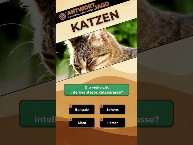 Katzenrassen im Fokus: Blaue Augen, Intelligenz und die haarlose Rasse! | Katzen-Quiz