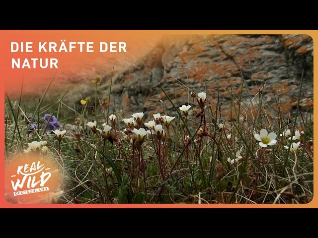 2+ Stunden, die geheime Welt der Pflanzen | Real Wild Deutschland