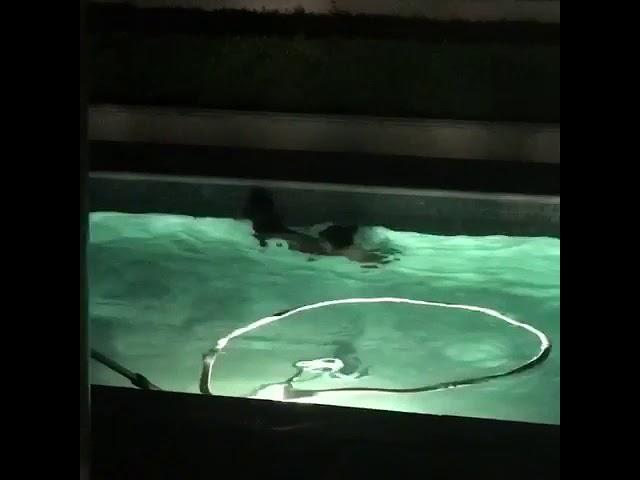 # Bear Cubs -  in my swimming pool.la verne .California.