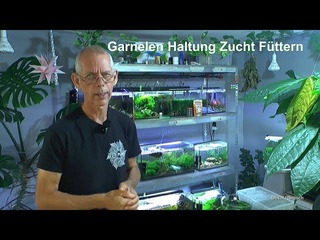 Zwerggarnelen füttern und Zucht in den Aquarien mit Neocaridina und Caridina Garnelen