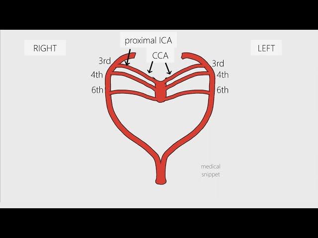 Aortic Arches - Embryology in 3 minutes