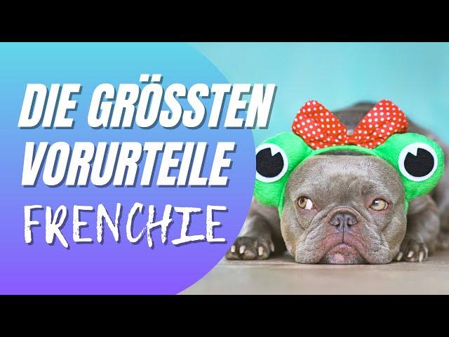 Französische Bulldogge - Die größten Vorurteile | Ist das wahr?!