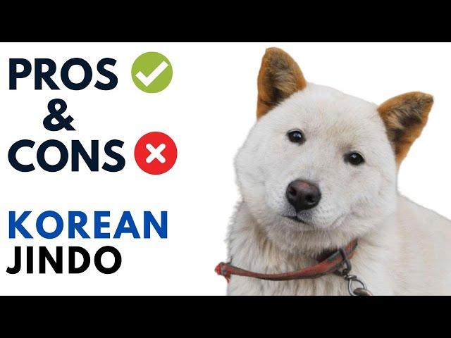 Korean Jindo Pros and Cons | Korean Jindo  Dog Advantages and Disadvantages