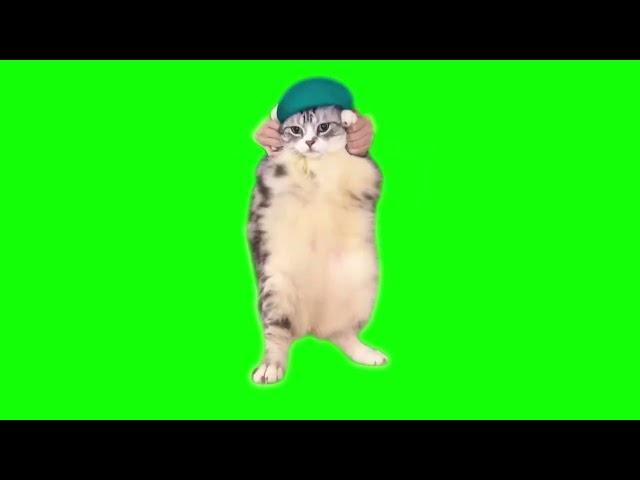 Green Screen Dancing Cat Meme