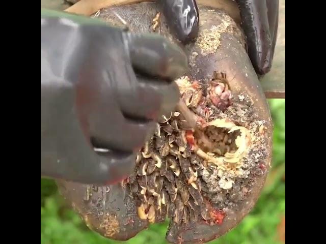 Watch High-Quality Videos CUT TRIM AND CLEANING  SCREW WITH NAIL WAS STUCK IN COW'S HOOF ️#satisfyin