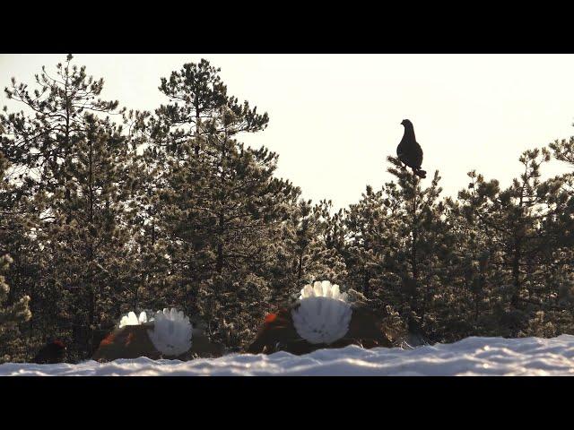 ТАКОГО Тока я еще не видел! НАШЁЛ ОТЛИЧНЫЙ ТЕТЕРЕВИНЫЙ ТОК, НА БЕРЕГУ МОХОВОГО ОЗЕРА!