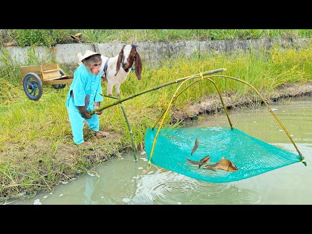 Cutis Farmer Takes Goat Harvest Big Fish Go Market Sell