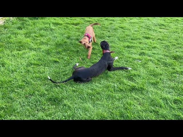 Otto (the Whippet) & Pip (the Irish Terrier)