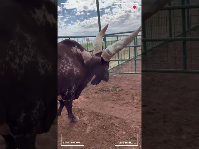 ⭕ANKOLE WATUSI CATTLE  Biggest Bulls And Cow #cows #bulls #ankole