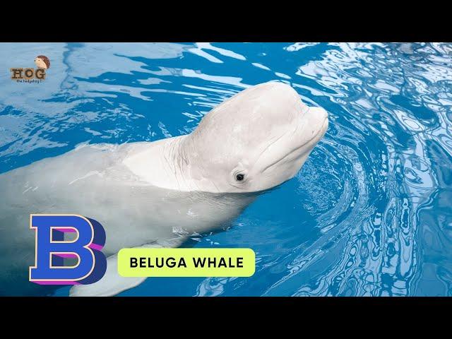 ABC Sea Animals song | Alphabets Kids song | Learn Alphabets, English and Animals for Kids #abcd