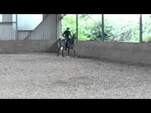 Breaking A Horse Properly With Alvin R Boudy Jr (part nine)