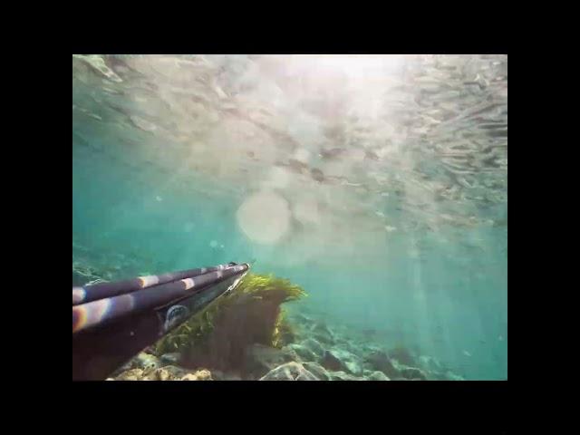 Sığ su levrek avı #spearfishing #underwater #seabassfishing #levrek