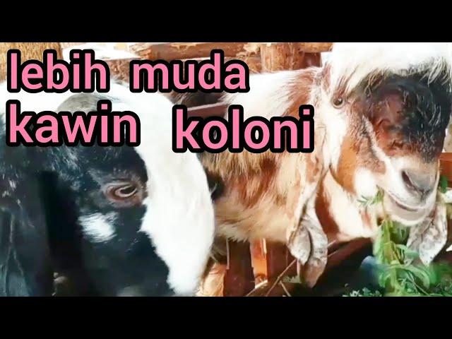 sangat mudah induk kambing kawin koloni