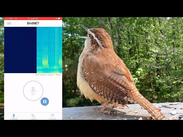 How to use BirdNET to Identify Birds from their Song