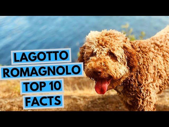 Lagotto Romagnolo - TOP 10 Interesting Facts