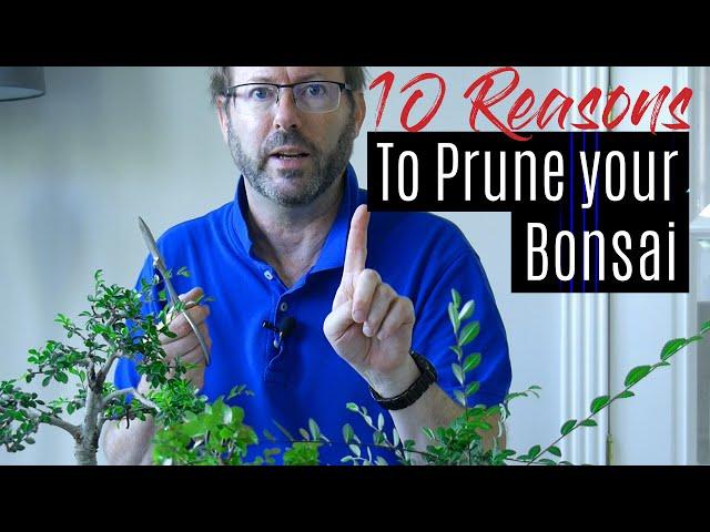 Bonsai Care - How to prune your Bonsai tree  |  Part 1