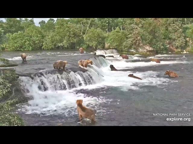 Super Epic Bearapalooza! 17 Brown Bears at Brooks Falls!!!  2 hours uninterrupted!