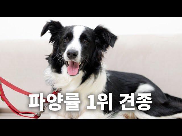 No.1 breed that gets abandoned. Being smart must be a sin | Dog Encyclopedia ep. Border Collie
