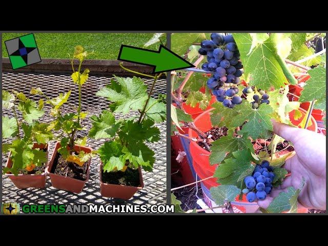 How many years does it take for a grapevine to produce fruit? | Container Vineyard