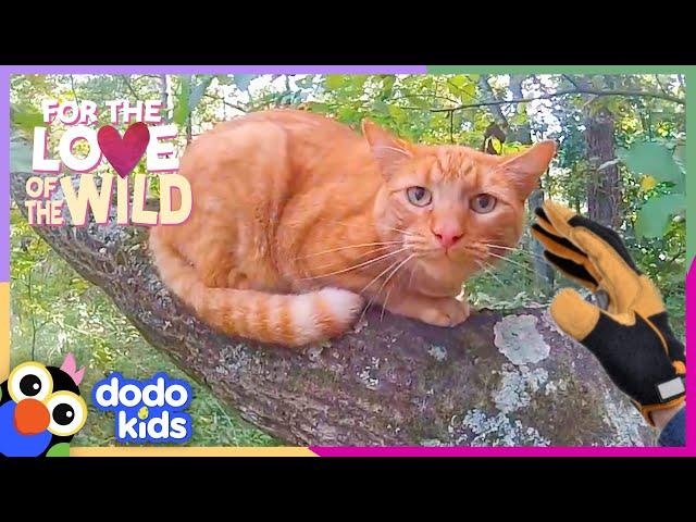 Cat Rescuer Climbs Trees To Save Over 1,000 Cats | For The Love Of The Wild | Dodo Kids